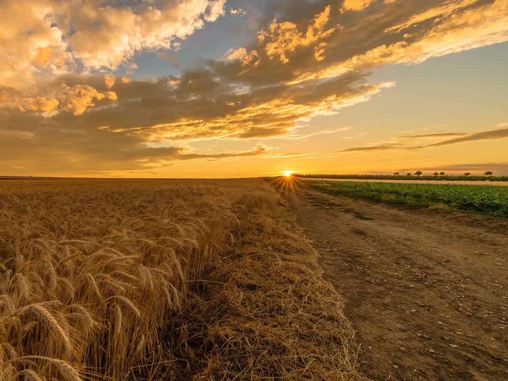 Solar for Farms